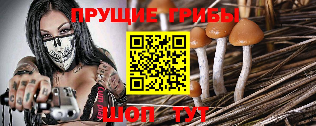 Псилоцибиновые грибы Psilocybe  Вход с VPN  Большой Камень  Псилоцибиновые грибы Psilocybe 